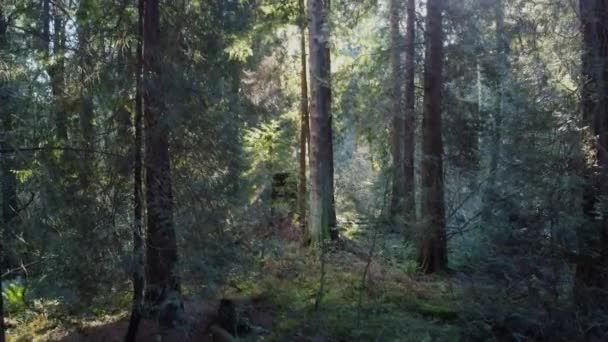 Sun Flare Forest Fall Canada — Stock Video