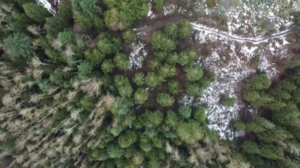 Widok Góry Zielony Las Świerkowy Parking Śniegiem — Wideo stockowe