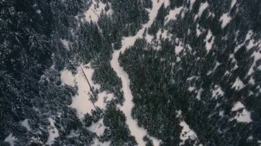 Karlı bir günde MÖ Vancouver yakınlarındaki ormanın üzerinden uç.