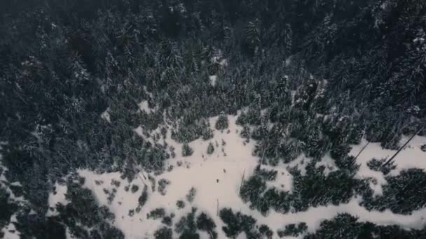 Kanada Karla Kaplı Ormanın Yukarıdan Aşağı Manzarası — Stok video