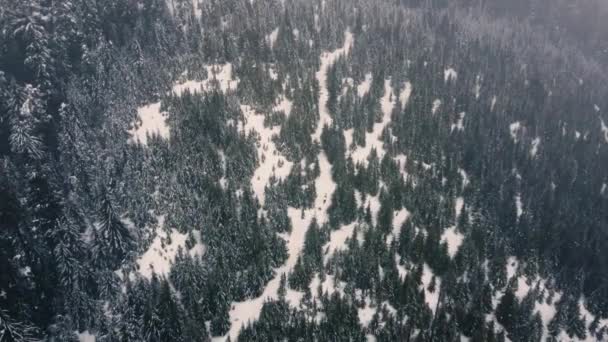 Top Udsigt Stien Ensomme Fremmede Snedækket Skov Canada – Stock-video