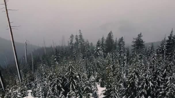 Vola Sopra Foresta Invernale Nella Columbia Britannica — Video Stock