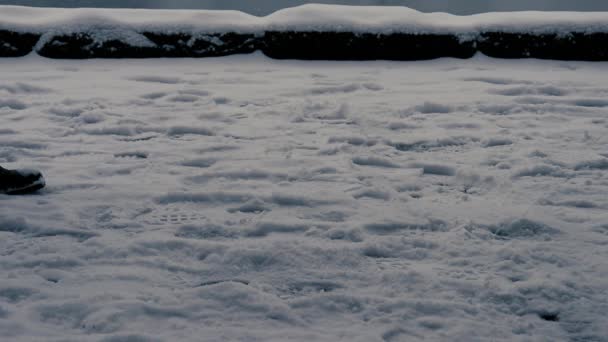 Zpomalený Člověk Kráčí Sněhu Vancouveru Blundstone Boty — Stock video