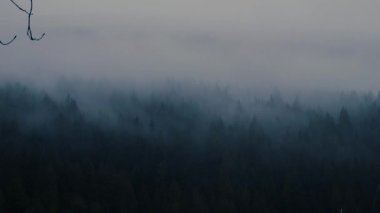 Güzel dağlar ve Kanada 'da sabah sisiyle kaplı bir ladin ormanı.