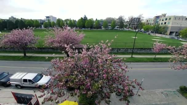 Timelapse Terrain Jeu Vert Avec Des Fleurs Cerisier Devant — Video