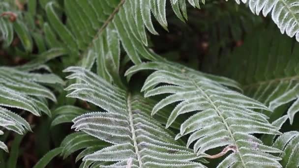 Gros Plan Des Feuilles Fougère Couvertes Givre Vancouver — Video