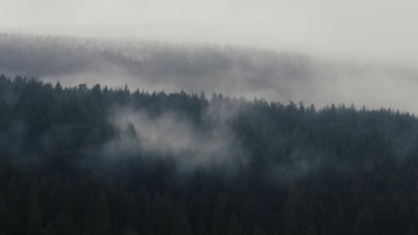 Zöld Fenyők Hegyekben Alacsony Felhők Brit Columbia — Stock videók