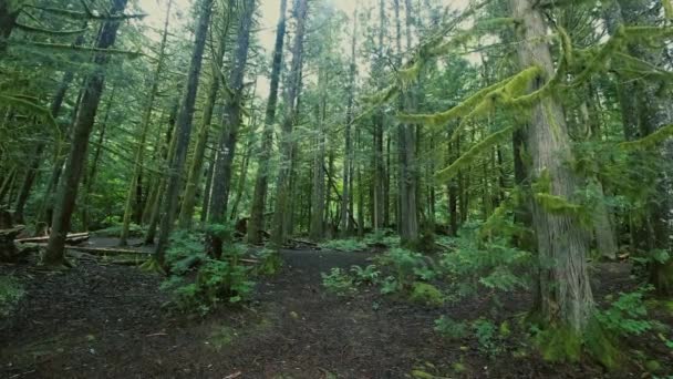 加拿大森林中静谧的绿云杉树的时间 — 图库视频影像