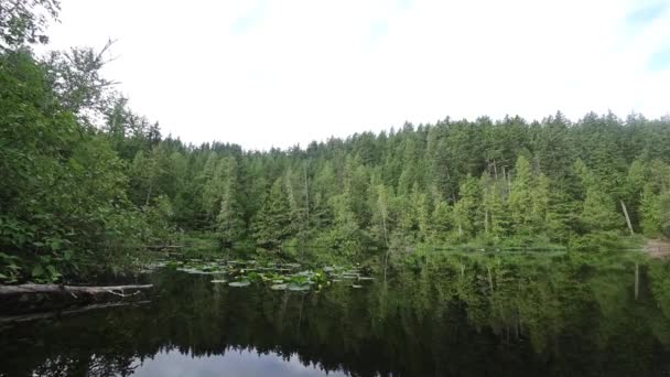 Замедленная Съемка Зеркального Озера Зелеными Лесами Водяными Лилиями — стоковое видео
