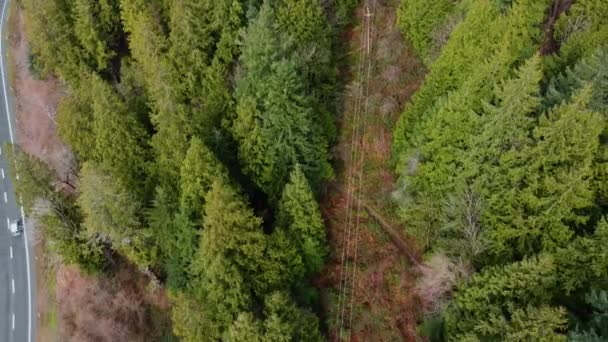 両側に電気線と高速道路と緑のトウヒの森の空中ビュー — ストック動画