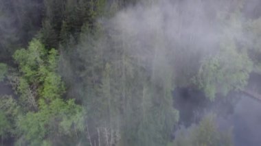 Sabah sisi içinde uçuyor Kanada 'da yeşil ladin ağaçlarını sarıyor