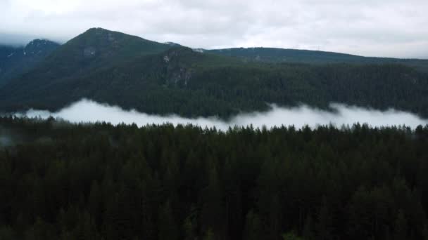 Leć Nad Zielonym Lasem Gęsta Mgła Góry Pokryte Sosnami — Wideo stockowe