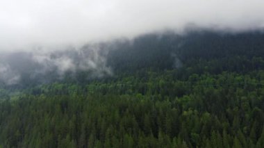 Fly over the green forest in Canada covered with fog on a cloudy morning
