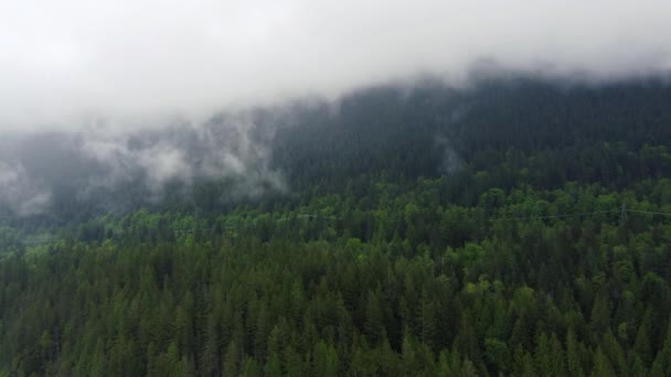 Fly Green Forest Canada Covered Fog Cloudy Morning — Stok video
