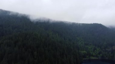 Fly over hill covered with a green pine trees and low clouds in Canada