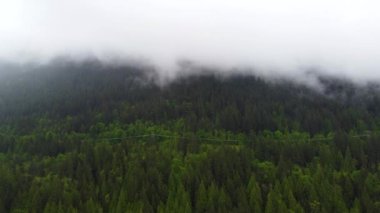 Aerial view of electrical line in the mountains among the green spruce forest