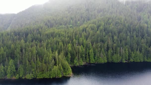Letecký pohled na zelený smrkový les u jezera v deštivém dni