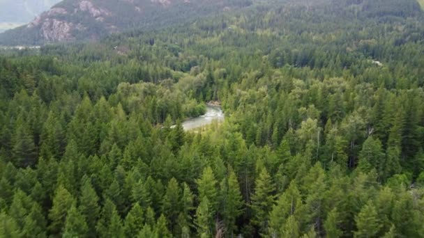 Veduta Aerea Della Verde Foresta Canadese Fiume Curvo Tra Essa — Video Stock