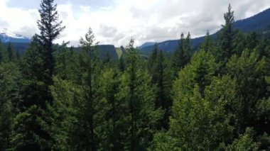 Arkasında yeşil tepeler olan vadideki yeşil ladin ormanının havadan görünüşü