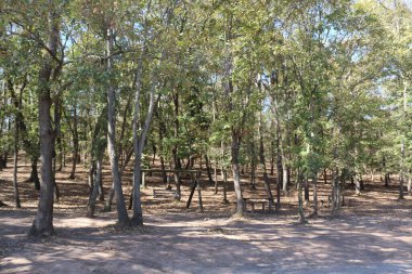 doğa, orman, sonbahar, mevsim, sonbahar, sonbahar, yeşillik, ağaç, arkaplan, turuncu, sarı, manzara, renk, park, kırmızı, renk, yaprak, açık hava, parlak, güzel, ışık, sahne, güzellik, bitki, gökyüzü, yaprak, yaprak, güneş, yeşil, tasarım