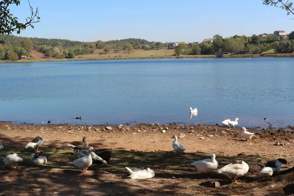 Nature Paysage Oiseau Animal Lac Canard Eau Sauvage Fond Faune — Photo