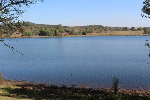 Naturaleza Paisaje Pájaro Animal Lago Pato Agua Salvaje Fondo Fauna — Foto de Stock