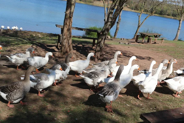 Landscape Background White Nature Beautiful Animal Bird Blue Wild Wildlife — Stock Photo, Image