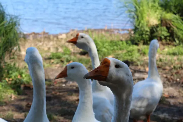 Πουλί Νερό Πουλιά Πάπια Φύση Χήνα Χήνες Ζώο Λίμνη Άγρια — Φωτογραφία Αρχείου