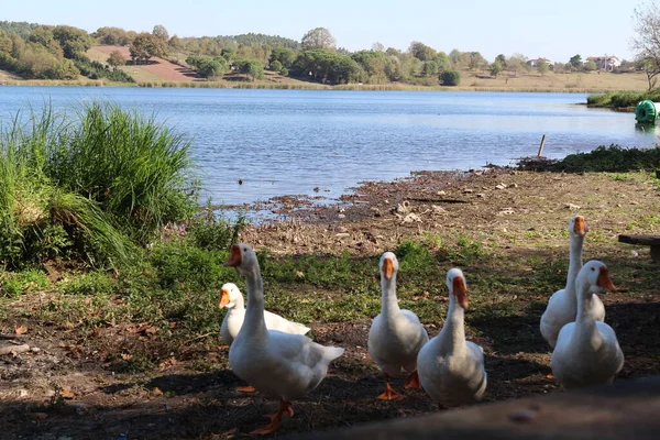 Fågel Gås Anka Vit Djur Vatten Gård Natur Gäss Gräs — Stockfoto