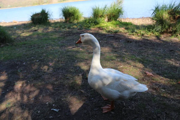 Fågel Gås Anka Vit Djur Vatten Gård Natur Gäss Gräs — Stockfoto