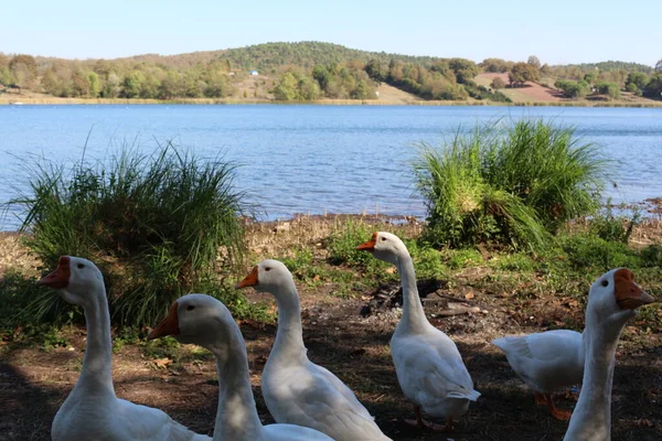 Natur Skog Höst Säsong Höst Lövverk Träd Bakgrund Orange Gul — Stockfoto