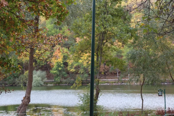 Nature Automne Paysage Arbre Saison Fond Jaune Forêt Automne Environnement — Photo