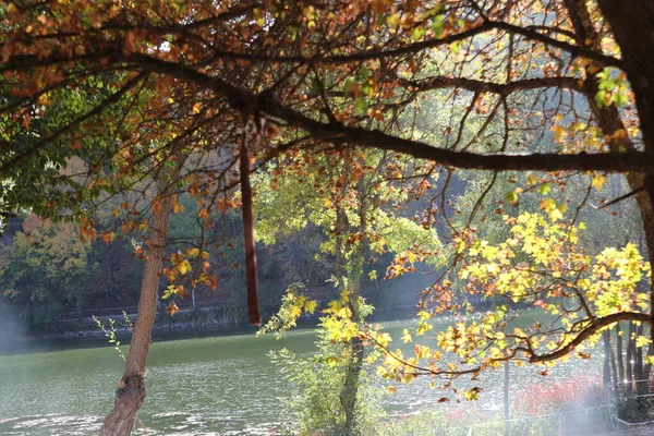 Nature Paysage Automne Arbre Arrière Plan Plein Air Forêt Automne — Photo