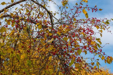 Rowan Berry sonbaharda mavi gökyüzü arka planında