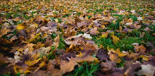 Maple Leaves Green Lawn — Stock Photo, Image