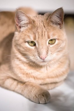 Yeşil gözlü kırmızı kedi kameraya bakıyor.