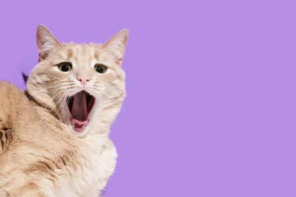 แมวประหลาดใจบนพื้นหลังสีม่วง — ภาพถ่ายสต็อก
