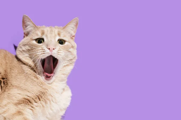 Is That Cat Angry or Frightened? - Catwatch Newsletter