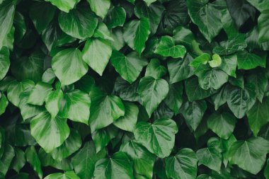 Yeşil yapraklı arkaplan minimalizmi kopyalama alanı