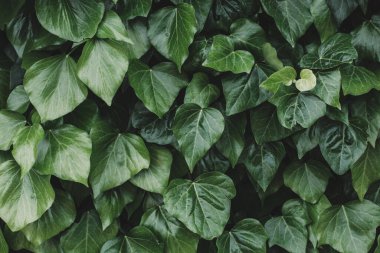 Yeşil yapraklı arkaplan minimalizmi kopyalama alanı