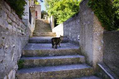 Yunanistan veya Hırvatistan 'daki sokak kedisi kameraya bakıyor