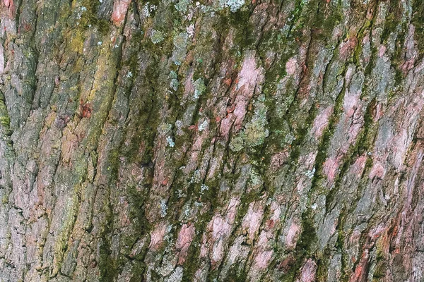 Kahverengi ağaç kabuğu doğal arkaplanı kapatır — Stok fotoğraf