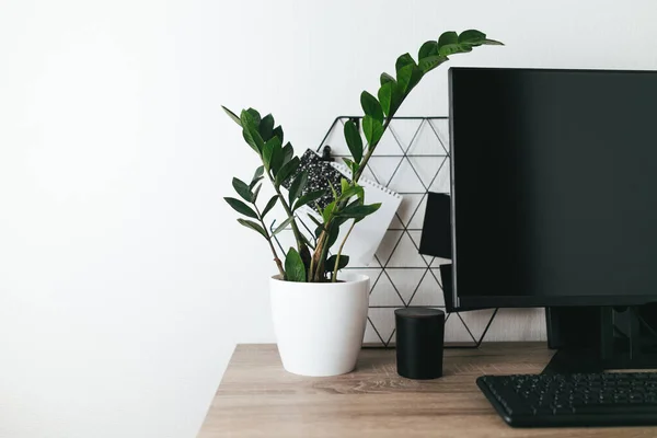 Zamiokulkas tanaman hijau di meja sebelah komputer laptop desktop dengan latar belakang putih — Stok Foto