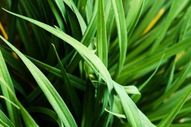 Sabahları çimenlerin güzel yeşil rengi