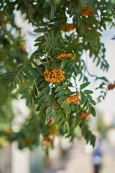Güzel bir bokeh arka planda rowan üzümü