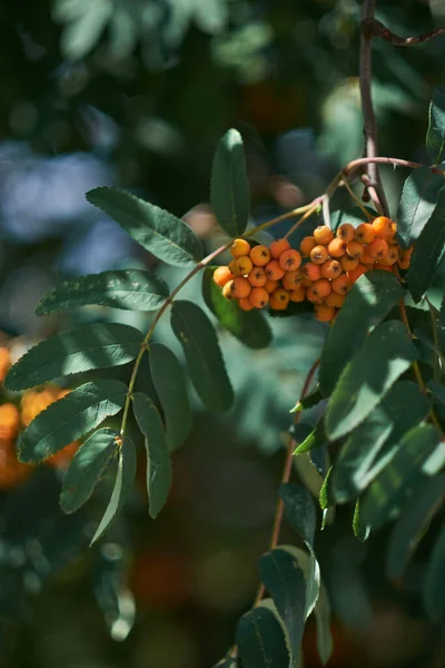 Güzel Bir Bokeh Arka Planda Rowan Üzümü — Stok fotoğraf