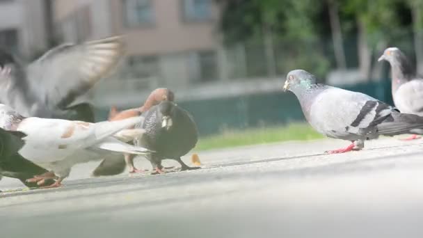 การให้อาหารนกพิราบ — วีดีโอสต็อก