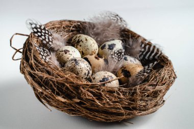 Mutlu Paskalyalar. Yuvasında tüyleri olan bıldırcın yumurtaları. tebrik kartı