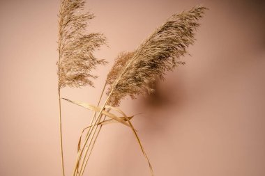 Bej arka planda kurumuş çiçekler. Vazodaki kuru otları moda yapmak. Tek renkli fotoğraf.