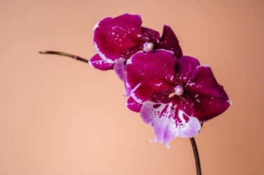 Bej bir arka planda mor falaenopsis orkidesi. Çiçekler yakın.